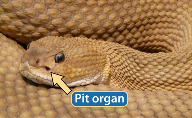 Phát minh "công nghệ hồng ngoại nhìn nhiệt giống mắt rắn" có thể lật đổ thế độc tôn của ngành công nghiệp quốc phòng - Ảnh 2. Phát minh "công nghệ hồng ngoại nhìn nhiệt giống mắt rắn" có thể lật đổ thế độc tôn của ngành công nghiệp quốc phòng - Ảnh 2.