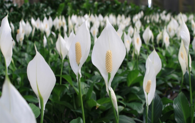 Việt Nam có loại cây được ví như "máy lọc không khí tự nhiên": Giá rẻ, dễ mua, NASA còn phải khuyên trồng - Ảnh 1.