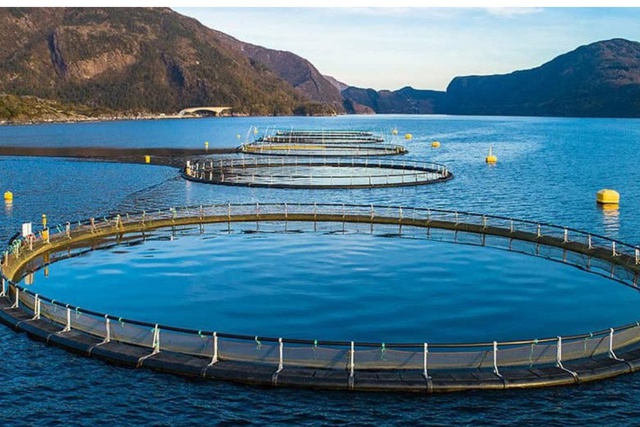 Nuôi "Đệ nhất đặc sản biển" trong lồng HDPE, bà con thu về trăm triệu - Ảnh 2.