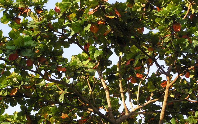 5 loại cây không nên trồng trước cửa tránh hậu quả nghiêm trọng - Ảnh 4.