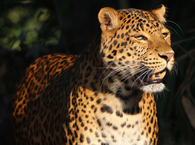 Lần theo đoạn video chỉ vài giây, chuyên gia hân hoan tìm thấy loài vật từng "tuyệt chủng" suốt 30 năm - Ảnh 2.