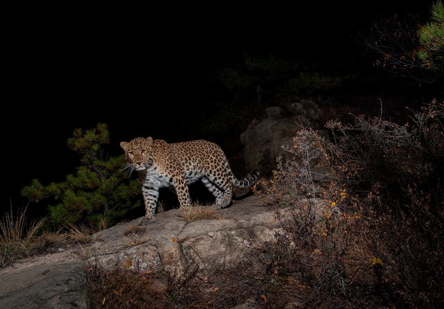 Lần theo đoạn video chỉ vài giây, chuyên gia hân hoan tìm thấy loài vật từng "tuyệt chủng" suốt 30 năm - Ảnh 4.