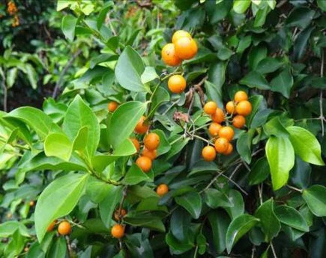 5 loại cây không nên trồng trước cửa tránh hậu quả nghiêm trọng - Ảnh 2.