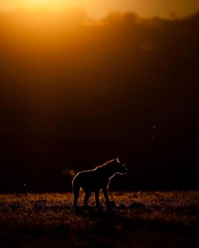 Bộ ảnh ho&agrave;ng h&ocirc;n h&eacute; lộ vẻ đẹp b&iacute; ẩn của thế giới hoang d&atilde; - Ảnh 18.