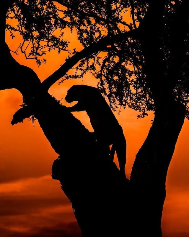 Bộ ảnh ho&agrave;ng h&ocirc;n h&eacute; lộ vẻ đẹp b&iacute; ẩn của thế giới hoang d&atilde; - Ảnh 7.