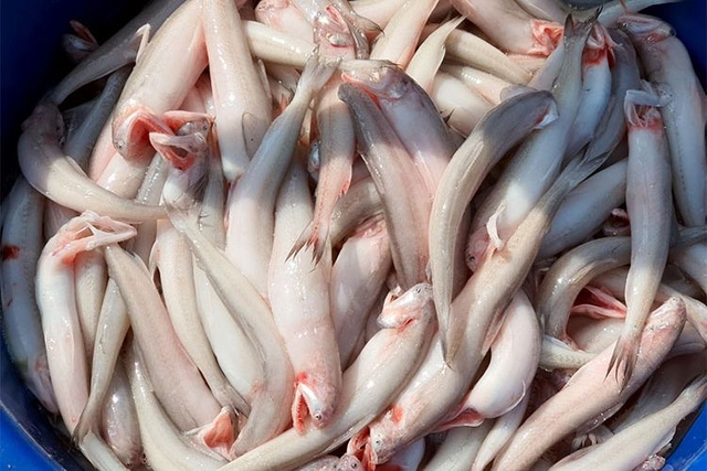 Loại cá da trơn, không có vảy, ít xương, nhiều ở vùng Thanh Hóa, Nghệ An, Hà Tĩnh: Nhiều chất mà lại rẻ - Ảnh 1.