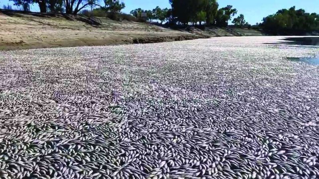 Thành phố nóng nhất thế giới: Cá bị luộc chín, chim rơi xuống đất mà con người vẫn bám trụ bằng cách này - Ảnh 2.