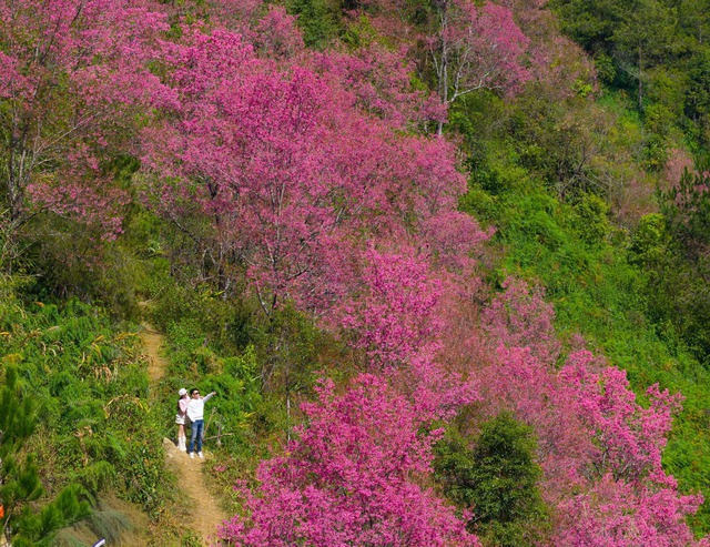Không phải Hàn Quốc, Nhật Bản, đây là nơi đang có hoa mai anh đào nở rực 1 góc trời: Cách Hà Nội 300km - Ảnh 1.