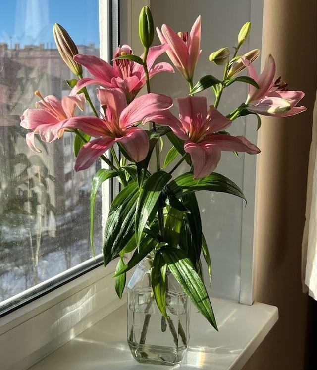 5 loài hoa đẹp nhưng nguy hiểm không nên để ở phòng khách - Ảnh 4.