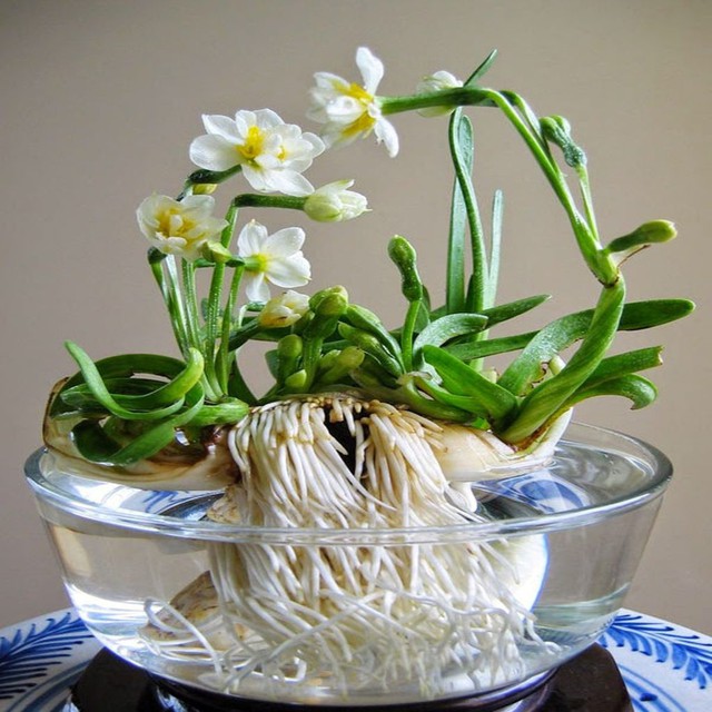 5 loài hoa đẹp nhưng nguy hiểm không nên để ở phòng khách - Ảnh 5.