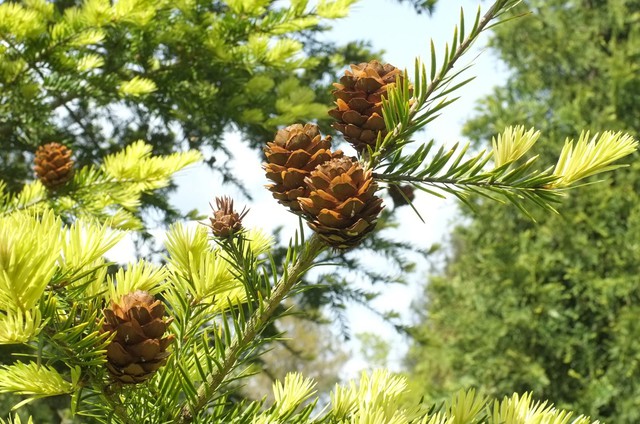 - Ảnh 1. - Ảnh 1.