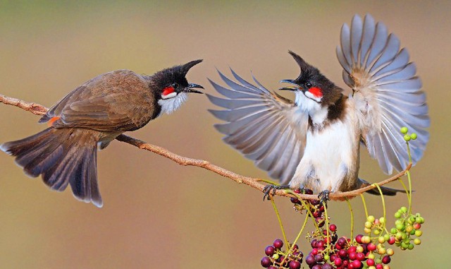 Lo&agrave;i chim &ldquo;h&uacute;t t&agrave;i lộc&rdquo;: Xuất hiện d&agrave;y đặc ở Việt Nam v&igrave; l&yacute; do kh&ocirc;ng ngờ - Ảnh 1.