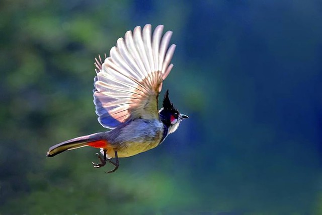 Lo&agrave;i chim &ldquo;h&uacute;t t&agrave;i lộc&rdquo;: Xuất hiện d&agrave;y đặc ở Việt Nam v&igrave; l&yacute; do kh&ocirc;ng ngờ - Ảnh 5.