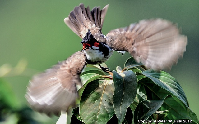 Lo&agrave;i chim &ldquo;h&uacute;t t&agrave;i lộc&rdquo;: Xuất hiện d&agrave;y đặc ở Việt Nam v&igrave; l&yacute; do kh&ocirc;ng ngờ - Ảnh 2.