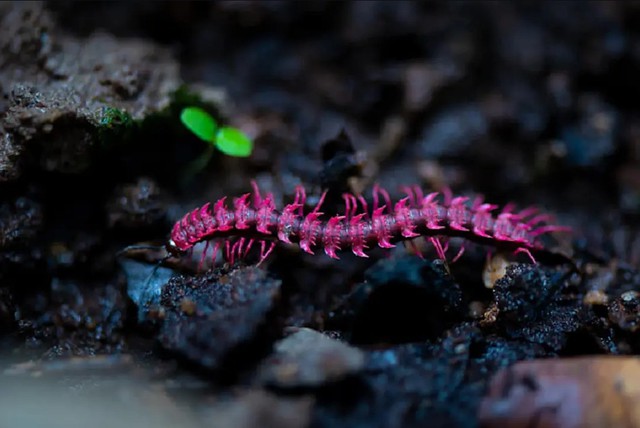 Phát hiện loài sinh vật hiếm chỉ xuất hiện vài ngày mỗi năm, du khách nối đuôi nhau đến tận nơi xem - Ảnh 1.