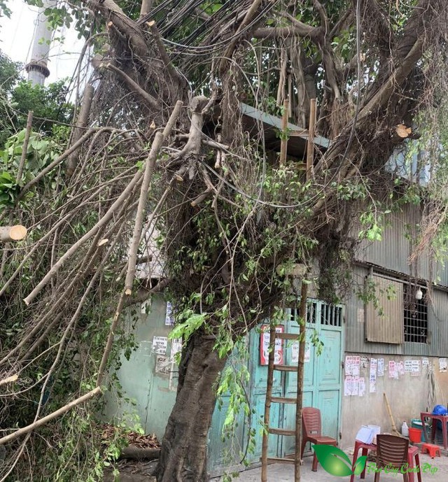 6 loại cây không nên trồng gần nhà gây nguy hiểm cho gia đình - Ảnh 1. 6 loại cây không nên trồng gần nhà gây nguy hiểm cho gia đình - Ảnh 1.