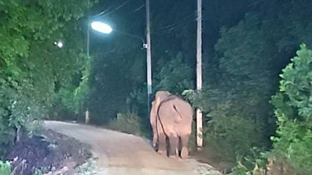 Hơn 100 sinh vật khổng lồ tràn qua khu rừng lúc 2h sáng, cảnh tượng khiến người dân thấp thỏm cả đêm - Ảnh 2.