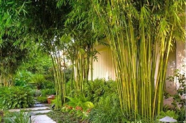 6 loại cây không nên trồng gần nhà gây nguy hiểm cho gia đình - Ảnh 2. 6 loại cây không nên trồng gần nhà gây nguy hiểm cho gia đình - Ảnh 2.