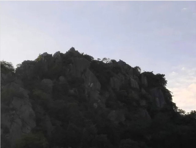 Kiểm lâm bất ngờ phát hiện loài vật cổ xưa trên sườn núi, người dân không khỏi xôn xao - Ảnh 3.