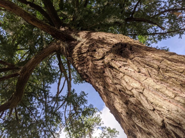 Rừng torreya "Mỏ kho báu" vô giá của Trung Quốc: Trải rộng 400km2 ở dãy núi thiêng, tuổi đời 1500 năm - Ảnh 3. Rừng torreya "Mỏ kho báu" vô giá của Trung Quốc: Trải rộng 400km2 ở dãy núi thiêng, tuổi đời 1500 năm - Ảnh 3.