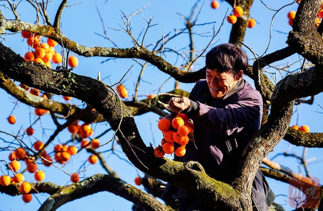 "Trong nhà có cây thanh long, con cháu dễ giàu có": Dựa trên cơ sở khoa học thì đó là loại thực vật nào? - Ảnh 6.