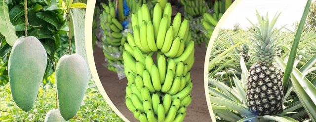 THACO vừa thâu tóm doanh thu khủng: 2.200 tỷ từ "mỏ vàng" 840 km2 xuyên biên giới - Ảnh 8. THACO vừa thâu tóm doanh thu khủng: 2.200 tỷ từ "mỏ vàng" 840 km2 xuyên biên giới - Ảnh 8.