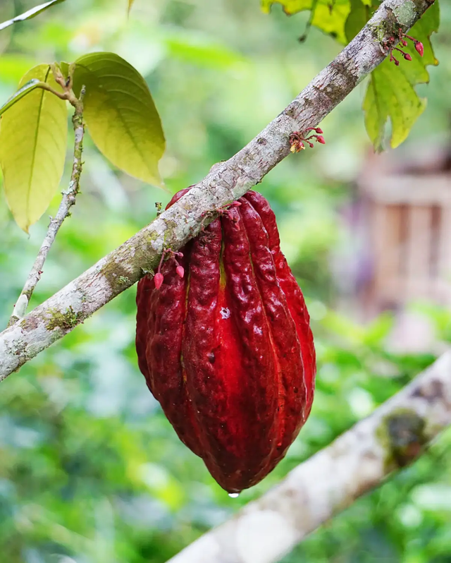 Việt Nam sở hữu cacao "kim cương đen" cực kỳ cao cấp: Cả thế giới chỉ 20 nước được công nhận! - Ảnh 5. Việt Nam sở hữu cacao "kim cương đen" cực kỳ cao cấp: Cả thế giới chỉ 20 nước được công nhận! - Ảnh 5.