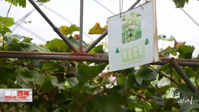 Sự thật rúng động về “Ảnh đế tham quan” Trung Quốc và màn kịch lừa cha mẹ đi nhặt rác trồng rau - Ảnh 2.
