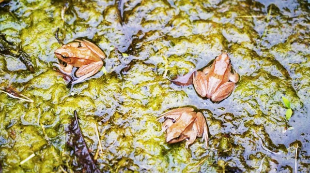 Lần theo tiếng động dưới vũng nước nông, cán bộ kiểm lâm hân hoan tìm thấy loài "tuyệt chủng" hơn 50 năm - Ảnh 1.