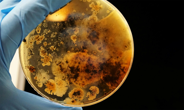 "Báu vật saarvienin A" tại mỏ đất hiếm lớn nhất thế giới: Có thể thay đổi tương lai nhân loại - Ảnh 1.