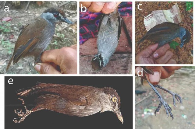Lần theo manh mối được cung cấp tới vách đá, chuyên gia hân hoan tìm thấy loài "tuyệt chủng" hơn 170 năm - Ảnh 2.