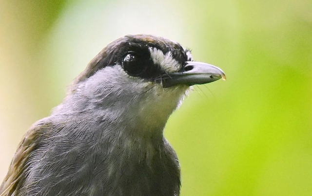Lần theo manh mối được cung cấp tới vách đá, chuyên gia hân hoan tìm thấy loài "tuyệt chủng" hơn 170 năm - Ảnh 3.