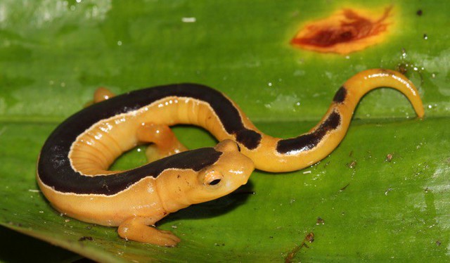 Lần theo tiếng động trên đám rêu ẩm ướt, cán bộ kiểm lâm hân hoan tìm thấy loài "tuyệt chủng" hơn 40 năm - Ảnh 5.