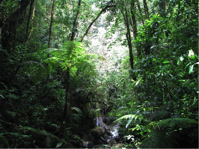 Lần theo tiếng động trên đám rêu ẩm ướt, cán bộ kiểm lâm hân hoan tìm thấy loài "tuyệt chủng" hơn 40 năm - Ảnh 1.