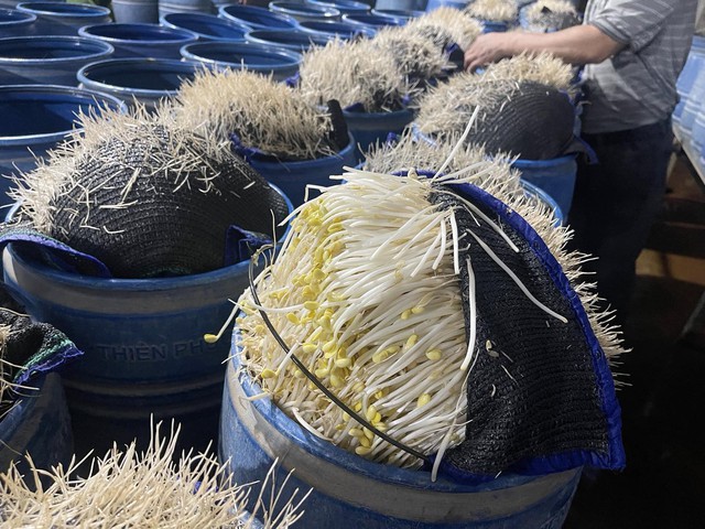 Lưu Văn Vẽ cùng Tạ Văn Hải cấu kết đưa 348 tấn giá đỗ độc hại ra thị trường: Chất cấm nào được sử dụng? - Ảnh 2.