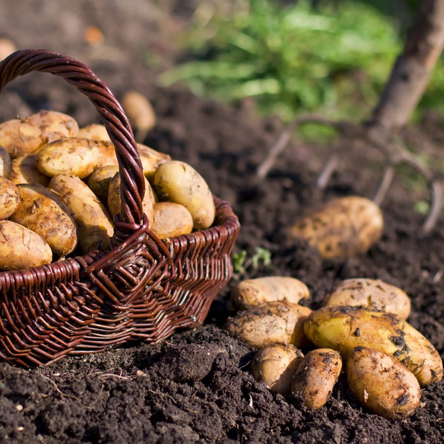 Tổng thống Putin thừa nhận Nga đang thiếu hụt thứ quan trọng: Khoai tâyGiá cả tăng "chóng mặt" nhất trong 23 năm - Ảnh 3.