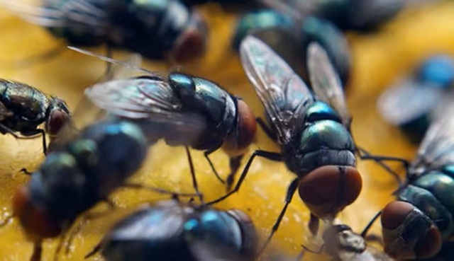 Mỹ tăng cường thả ruồi từ mức 20 triệu lên 100 triệu con xuống Panama mỗi tuần: Lý do thực sự là gì? - Ảnh 3.