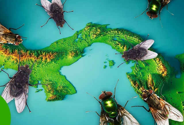 Mỹ tăng cường thả ruồi từ mức 20 triệu lên 100 triệu con xuống Panama mỗi tuần: Lý do thực sự là gì? - Ảnh 2.