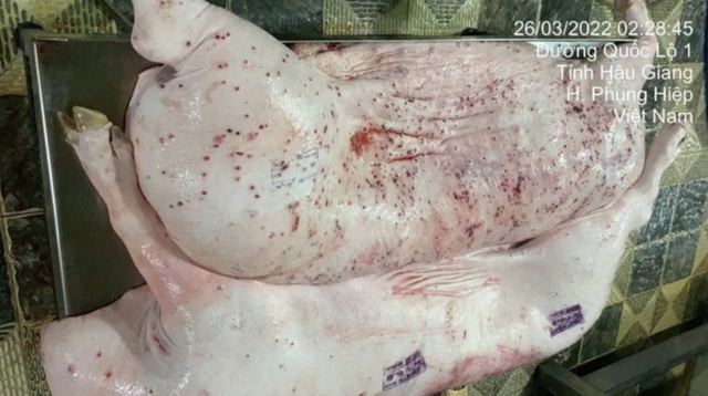 Vụ Công ty C.P. bị tố bán “thịt bẩn”: Tiết lộ hướng xử lý cán bộ đóng dấu kiểm dịch sai trên heo bệnh - Ảnh 1.