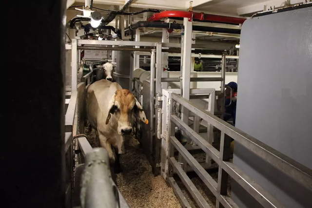 Nhập hơn 20.000 con bò, Indonesia đang toan tính điều gì? - Ảnh 1.