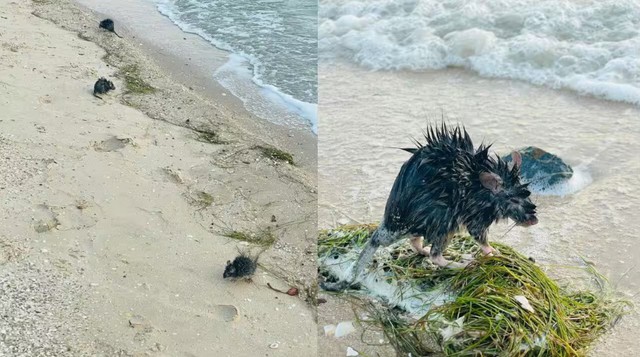 Không phải cá mập, sinh vật to như con mèo "xâm chiếm" bãi biển khiến du khách gào thét tháo chạy - Ảnh 1.