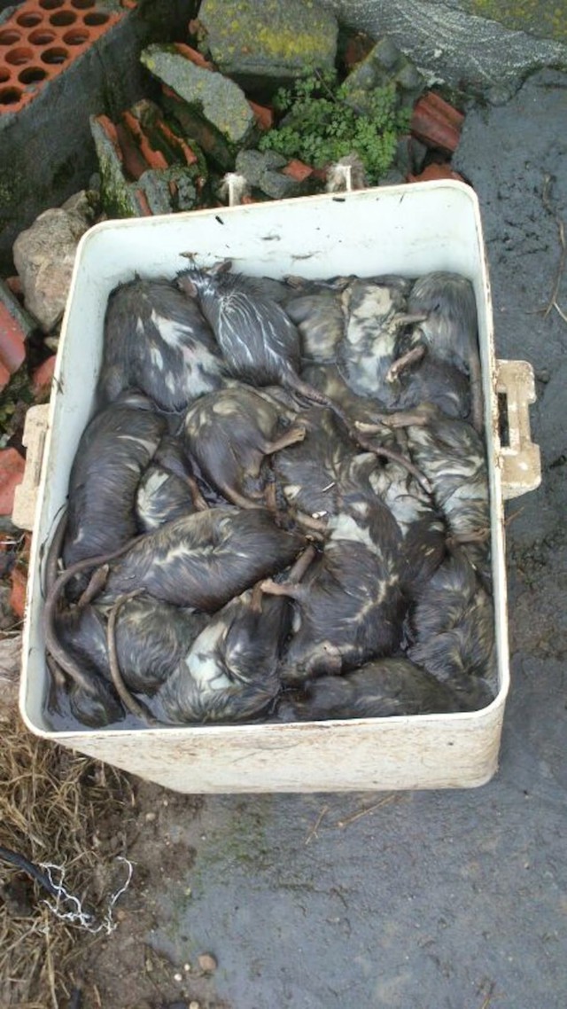 Không phải cá mập, sinh vật to như con mèo "xâm chiếm" bãi biển khiến du khách gào thét tháo chạy - Ảnh 2.