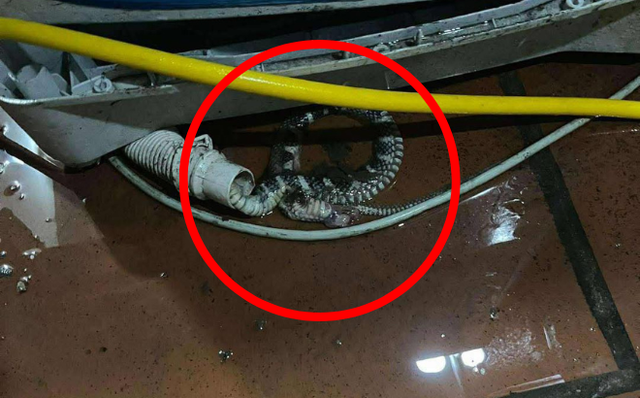Kiểm tra máy giặt, người dùng tá hỏa phát hiện có rắn bên trong: Chúng đi vào từ đường nào? - Ảnh 1.