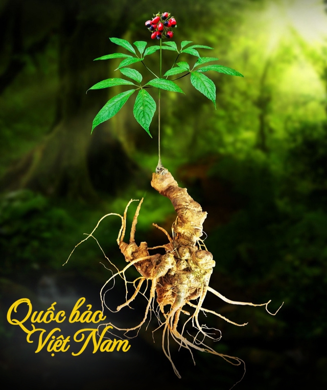 Quốc bảo Sâm Ngọc Linh lọt mắt xanh của "đại gia" THACO: Mục tiêu xuất khẩu thu về 50 triệu USD - Ảnh 1. Quốc bảo Sâm Ngọc Linh lọt mắt xanh của "đại gia" THACO: Mục tiêu xuất khẩu thu về 50 triệu USD - Ảnh 1.