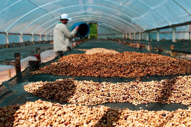 Cà phê phân chim Jacu:Loại cà phê hiếm nhất Brazil - Ảnh 2. Cà phê phân chim Jacu:Loại cà phê hiếm nhất Brazil - Ảnh 2.