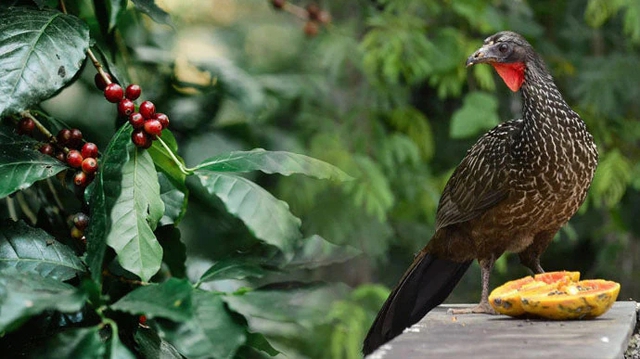 Cà phê phân chim Jacu:Loại cà phê hiếm nhất Brazil - Ảnh 1. Cà phê phân chim Jacu:Loại cà phê hiếm nhất Brazil - Ảnh 1.