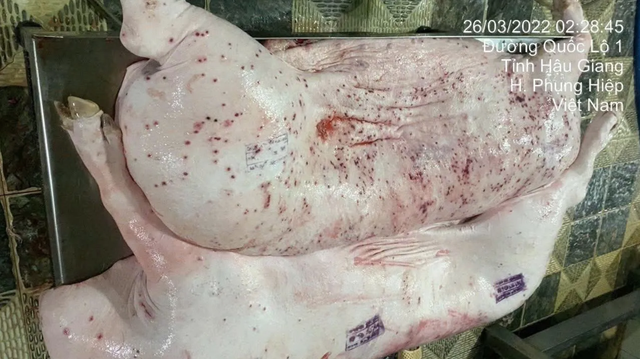 Tìm ra người đóng dấu kiểm dịch sai trên heo bệnh của Công ty C.P., hé lộ về ao cá nơi tiêu hủy heo bệnh - Ảnh 1.