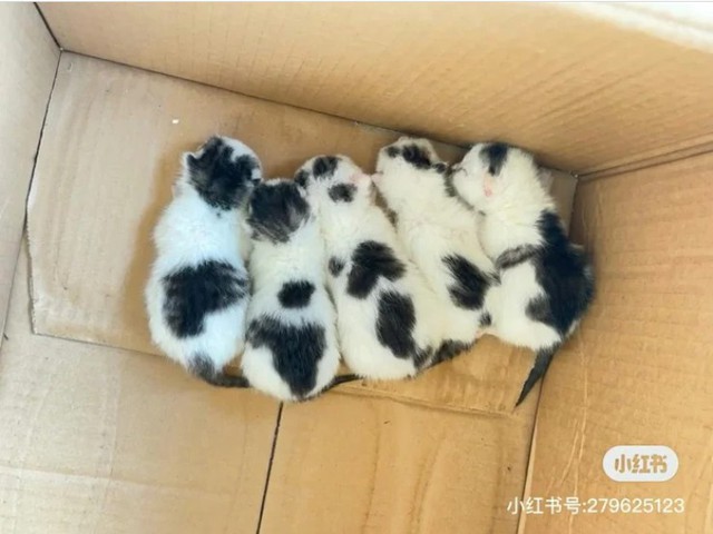 Thấy bàn chân lạ thò ra từ gầm xe ô tô, cô gái hoảng sợ tìm người giúp và nhận về cái kết bất ngờ - Ảnh 2.