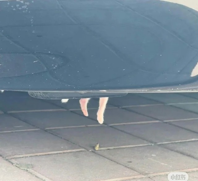 Thấy bàn chân lạ thò ra từ gầm xe ô tô, cô gái hoảng sợ tìm người giúp và nhận về cái kết bất ngờ - Ảnh 1.