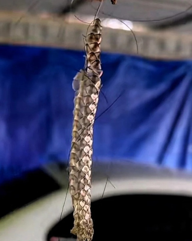 Ngó vào tổ chim, người đàn ông sửng sốt tìm thấy vàng: Chuyện xảy ra sau đó khiến anh day dắt không thôi - Ảnh 1.